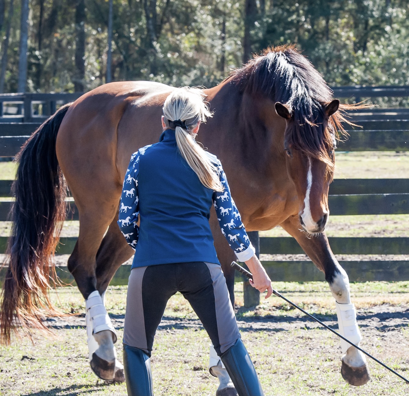 best-horse-training-program-happy-horse-happy-life